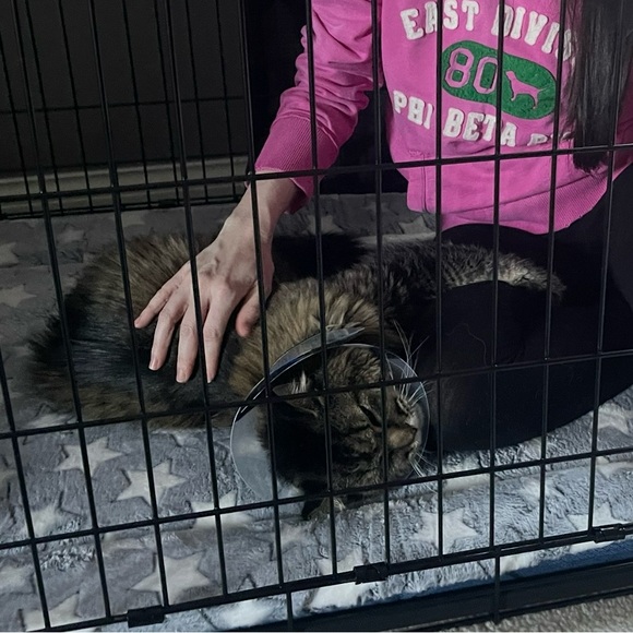 Express Sequin Cutout Dress - Picture 11 of 16